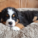 What Dog Breed Has the Most Health Problems?
