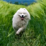 Best dog breeds for adoption