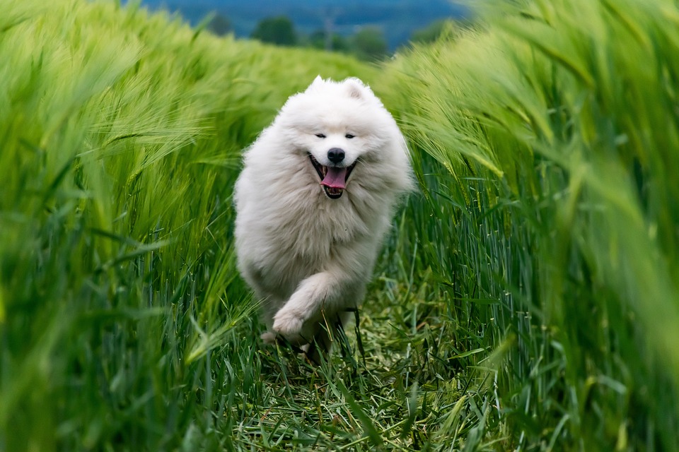 Best dog breeds for adoption