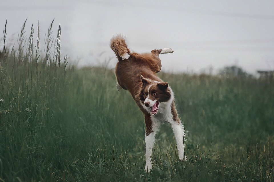 Stop dogs from jumping on people