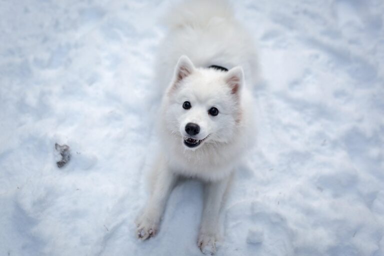 Training stubborn dog breeds