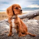 How to teach a dog to sit