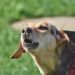 How to stop a dog from barking