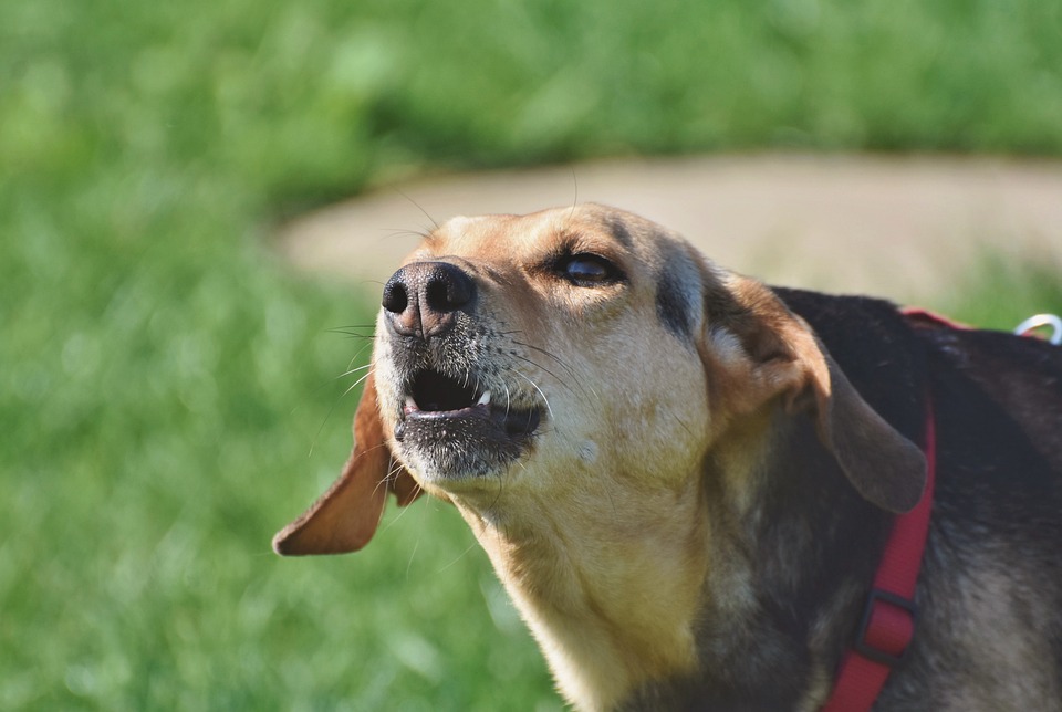 How to stop a dog from barking