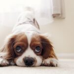 cavalier-king-charles-spaniel-5952324_640
