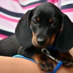 dachshund-1519374_640