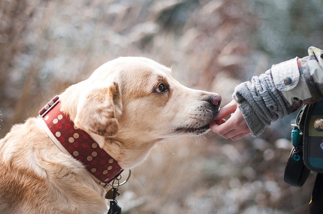 dog-1861839_640 (3)