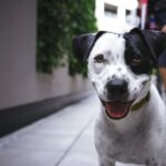 dog-1868871_640