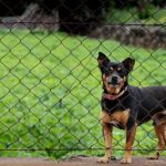 dog-2226136_640