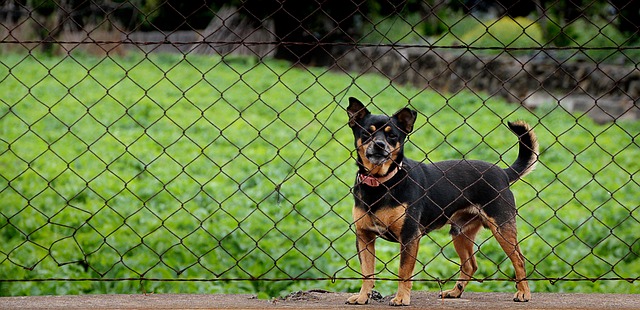 dog-2226136_640