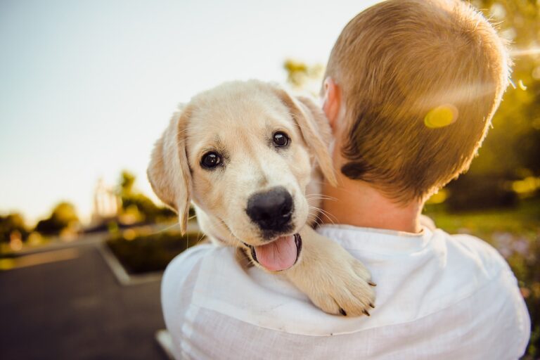 dog-3344414_1280 (3)