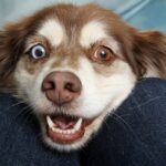 dog-4633734_640 (2)