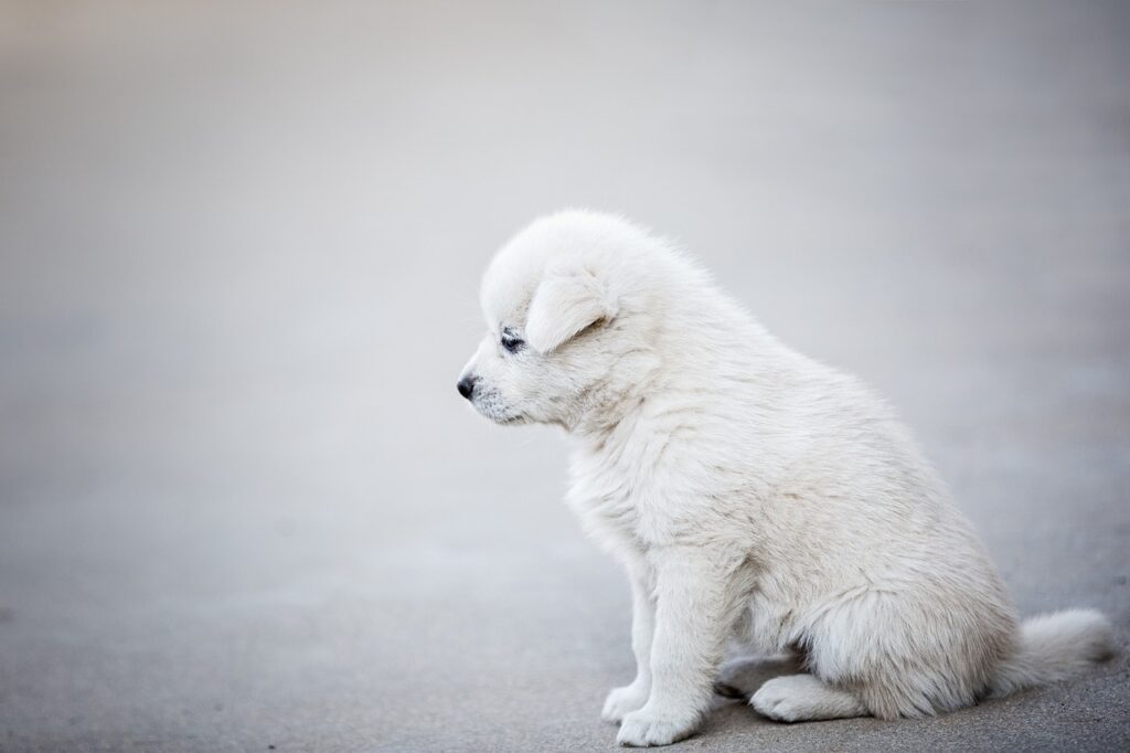 dog-6240043_1280