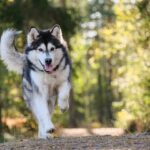 Dog Health