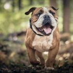dog-8439530_640 (2)