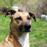 Choosing the right rescue dog