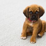 pet-1284307_640