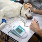 Common Dog Illnesses