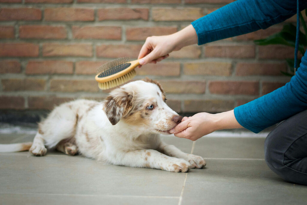Dog Grooming