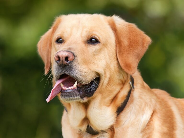 Benefits of fostering dogs